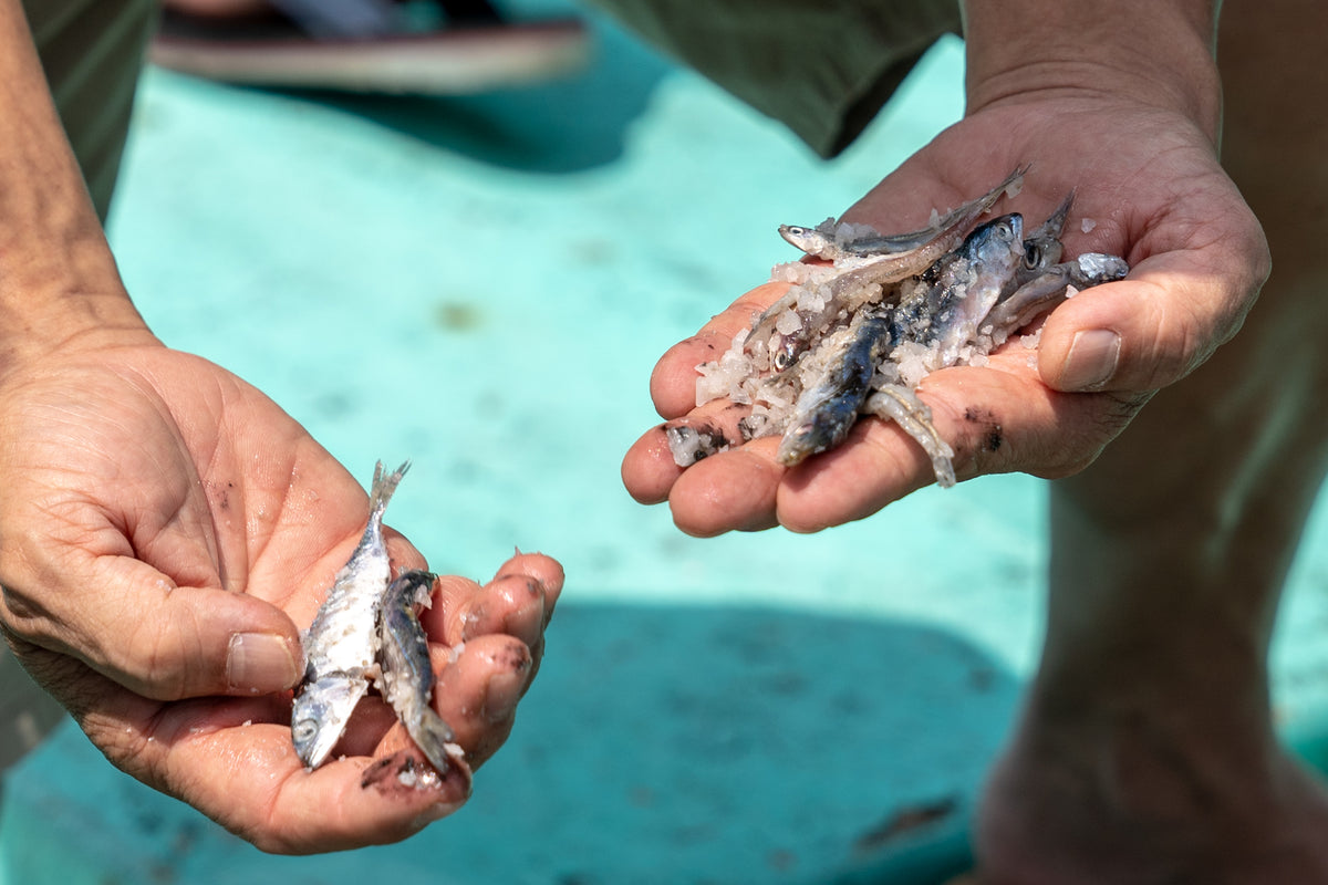 the-purest-fish-sauce-on-earth-red-boat-fish-sauce